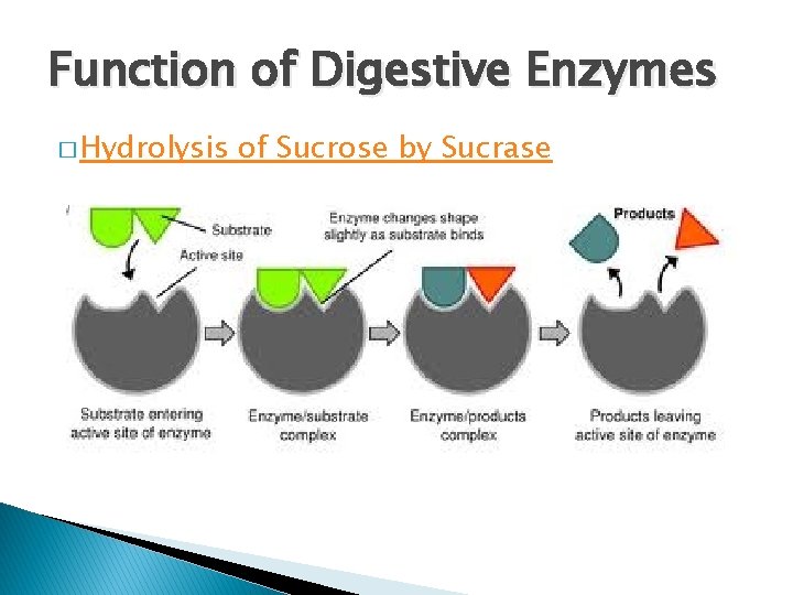 Function of Digestive Enzymes � Hydrolysis of Sucrose by Sucrase Function of Digestive Enzymes � Hydrolysis of Sucrose by Sucrase