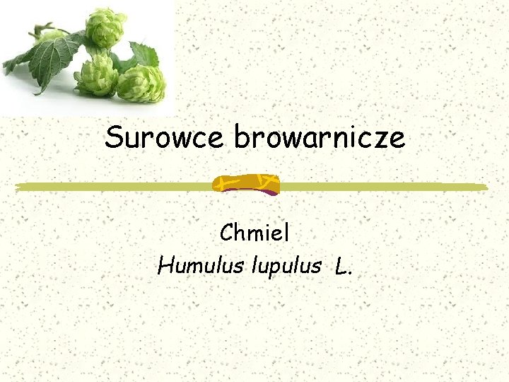 Surowce browarnicze Chmiel Humulus lupulus L. 