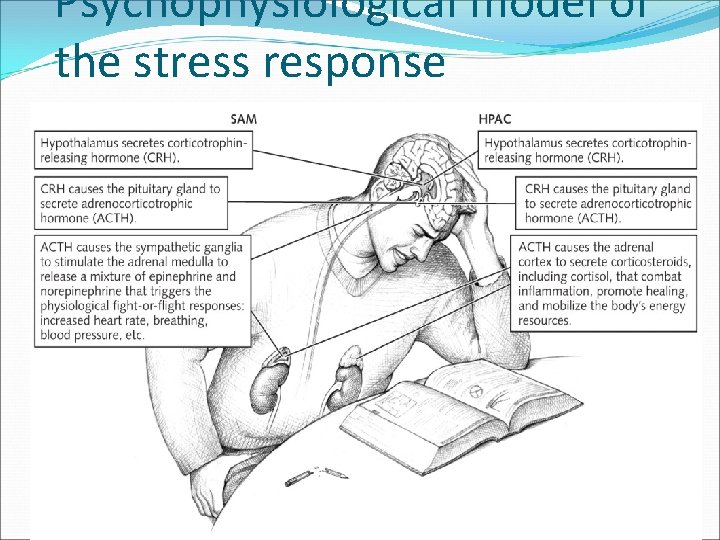 Psychophysiological model of the stress response 