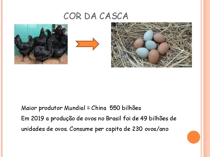 COR DA CASCA Maior produtor Mundial = China 550 bilhões Em 2019 a produção