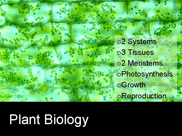¢ 2 Systems ¢ 3 Tissues ¢ 2 Meristems ¢Photosynthesis ¢Growth ¢Reproduction Plant Biology