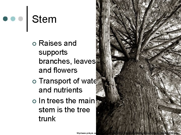 Stem Raises and supports branches, leaves and flowers ¢ Transport of water and nutrients