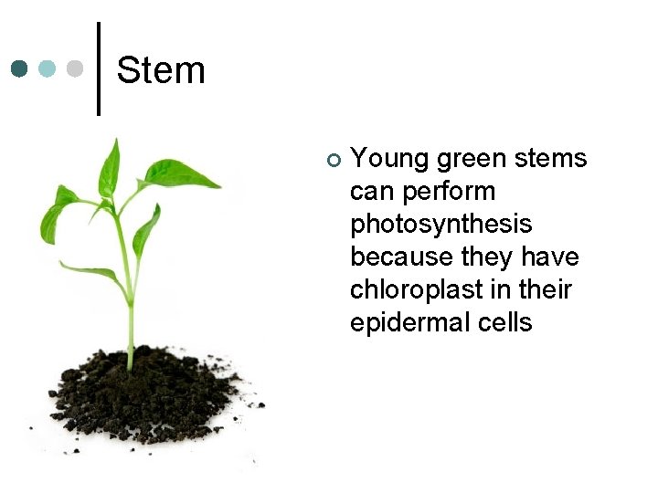 Stem ¢ Young green stems can perform photosynthesis because they have chloroplast in their