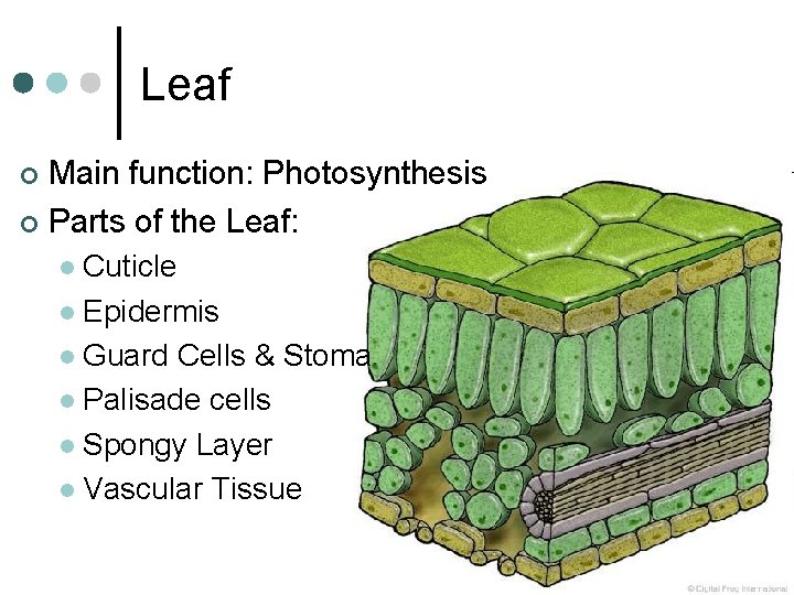 Leaf Main function: Photosynthesis ¢ Parts of the Leaf: ¢ Cuticle l Epidermis l