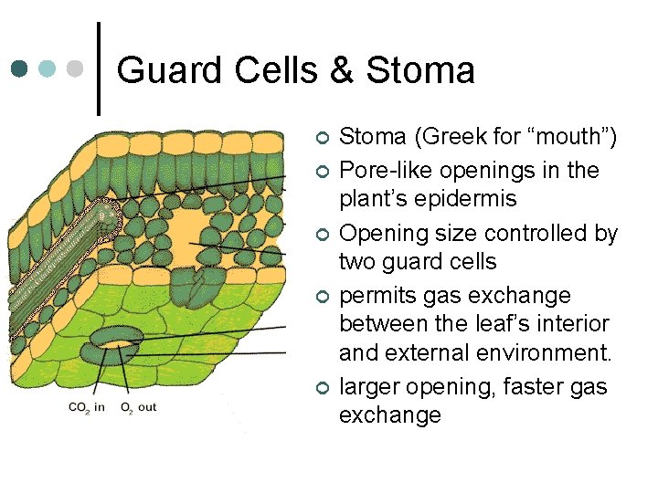 Guard Cells & Stoma ¢ ¢ ¢ Stoma (Greek for “mouth”) Pore-like openings in