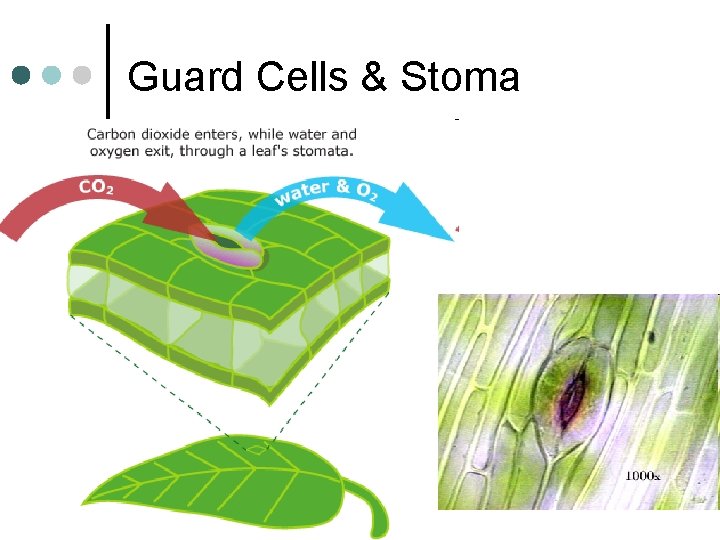 Guard Cells & Stoma 