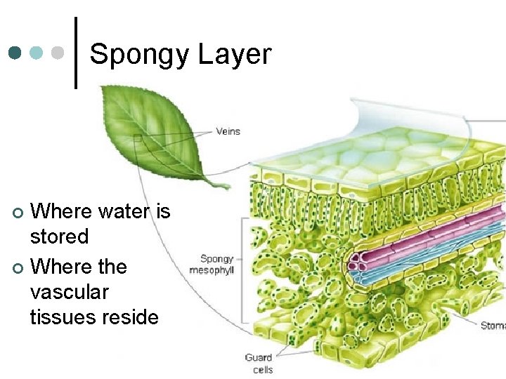 Spongy Layer Where water is stored ¢ Where the vascular tissues reside ¢ 