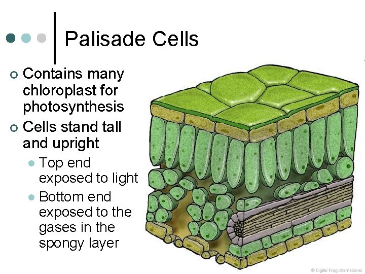 Palisade Cells Contains many chloroplast for photosynthesis ¢ Cells stand tall and upright ¢