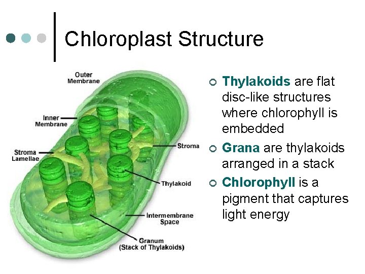 Chloroplast Structure ¢ ¢ ¢ Thylakoids are flat disc-like structures where chlorophyll is embedded