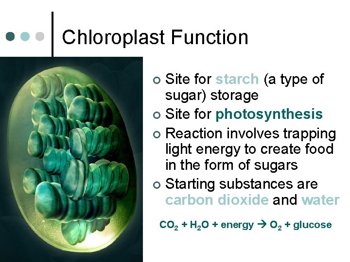 Chloroplast Function Site for starch (a type of sugar) storage ¢ Site for photosynthesis