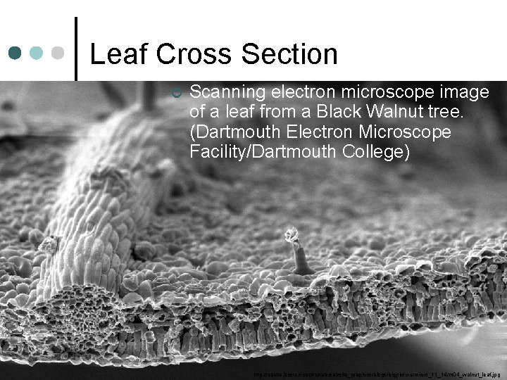Leaf Cross Section ¢ Scanning electron microscope image of a leaf from a Black