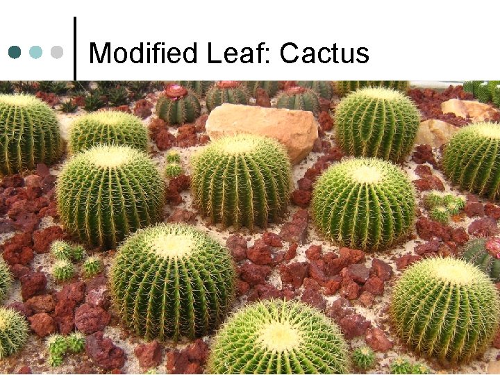 Modified Leaf: Cactus 