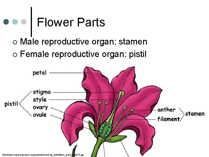 Flower Parts Male reproductive organ: stamen ¢ Female reproductive organ: pistil ¢ http: //www.