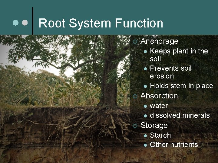 Root System Function ¢ Anchorage l l l ¢ Absorption l l ¢ Keeps