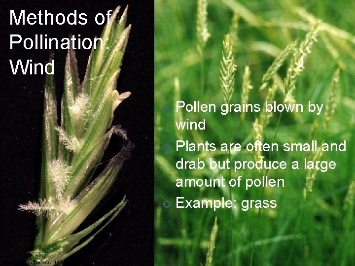 Methods of Pollination: Wind Pollen grains blown by wind ¢ Plants are often small