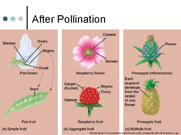 After Pollination http: //greatneck. k 12. ny. us/gnps/shs/dept/science/krauz/bio_h/images/38_09 Fruit. Development_L. jpg 