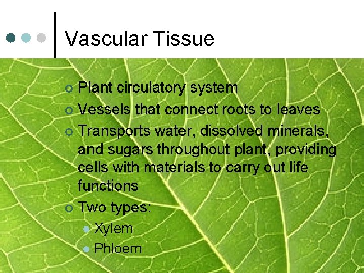 Vascular Tissue Plant circulatory system ¢ Vessels that connect roots to leaves ¢ Transports