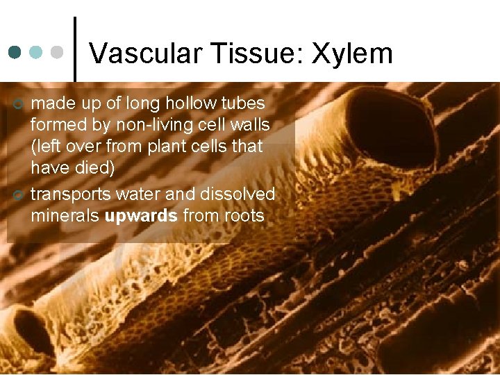 Vascular Tissue: Xylem ¢ ¢ made up of long hollow tubes formed by non-living