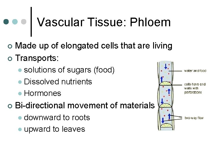 Vascular Tissue: Phloem Made up of elongated cells that are living ¢ Transports: ¢