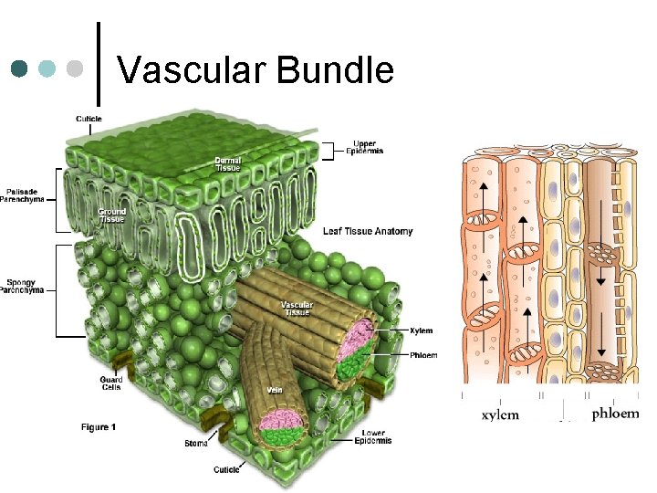 Vascular Bundle 