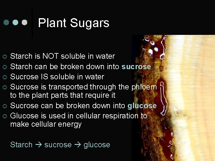 Plant Sugars ¢ ¢ ¢ Starch is NOT soluble in water Starch can be