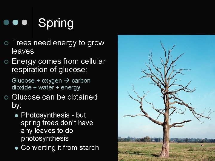 Spring ¢ ¢ Trees need energy to grow leaves Energy comes from cellular respiration