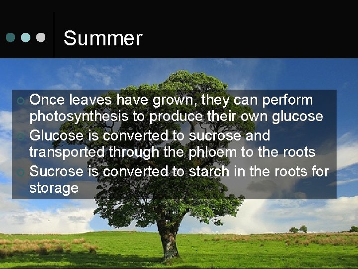 Summer Once leaves have grown, they can perform photosynthesis to produce their own glucose