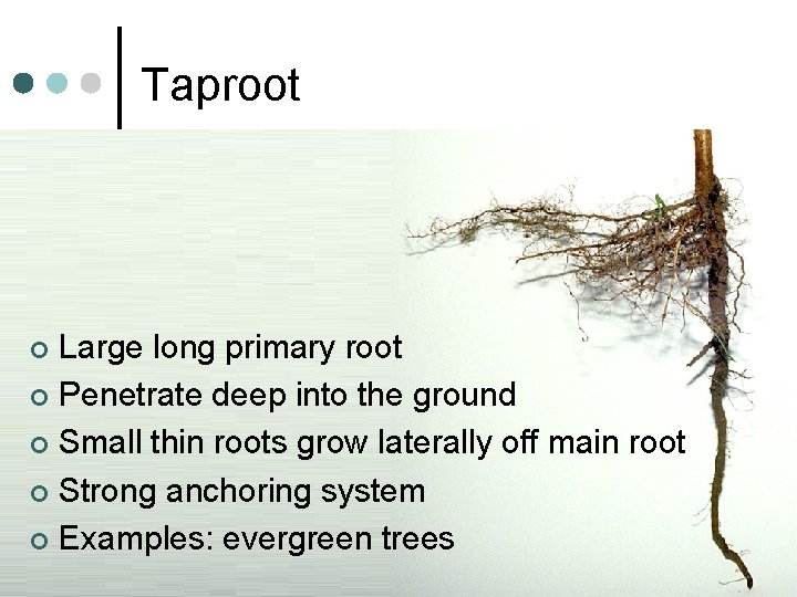 Taproot Large long primary root ¢ Penetrate deep into the ground ¢ Small thin