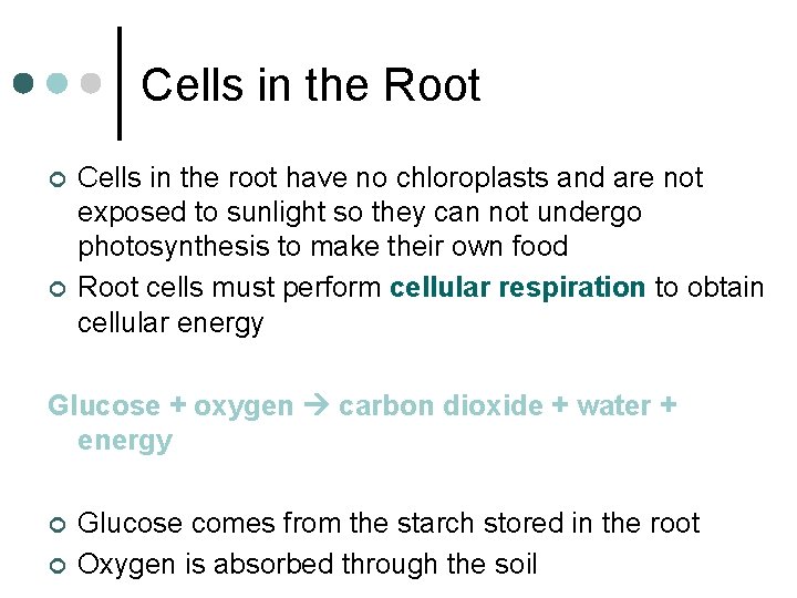 Cells in the Root ¢ ¢ Cells in the root have no chloroplasts and