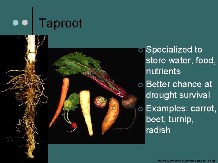 Taproot Specialized to store water, food, nutrients ¢ Better chance at drought survival ¢
