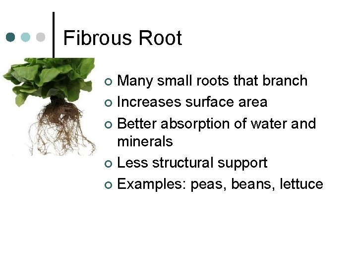 Fibrous Root Many small roots that branch ¢ Increases surface area ¢ Better absorption