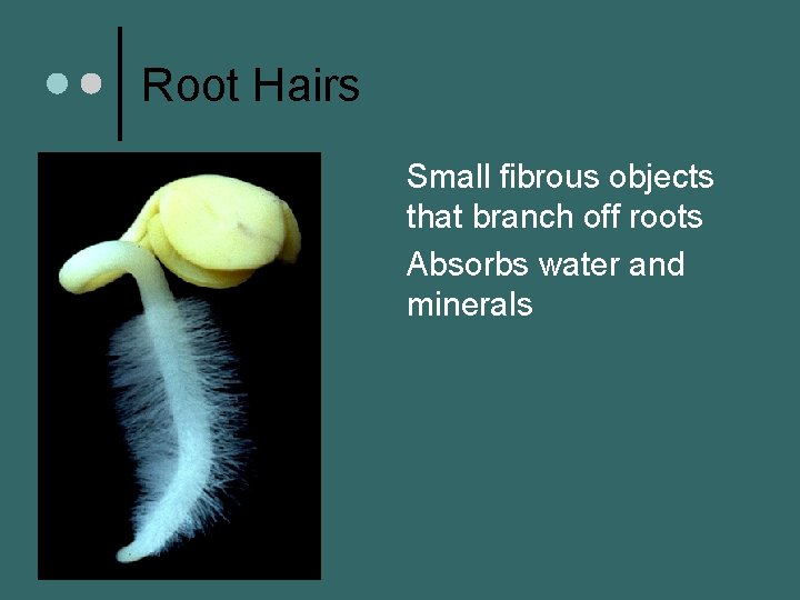 Root Hairs Small fibrous objects that branch off roots ¢ Absorbs water and minerals