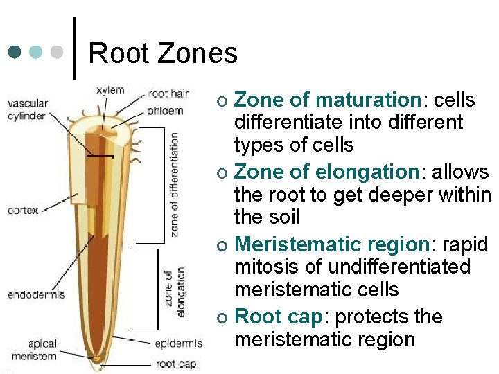 Root Zones Zone of maturation: cells differentiate into different types of cells ¢ Zone