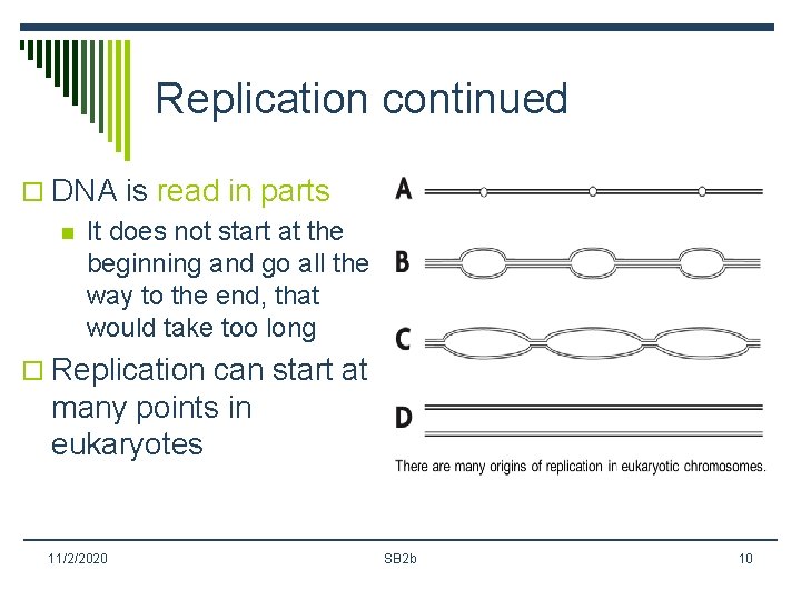 Replication continued o DNA is read in parts n It does not start at