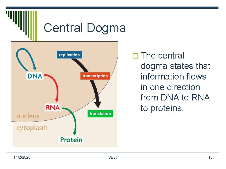 Central Dogma o The central dogma states that information flows in one direction from