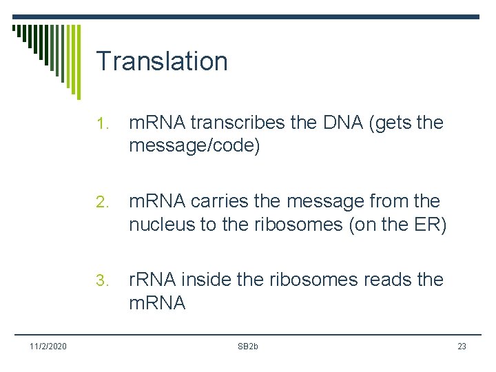 Translation 11/2/2020 1. m. RNA transcribes the DNA (gets the message/code) 2. m. RNA