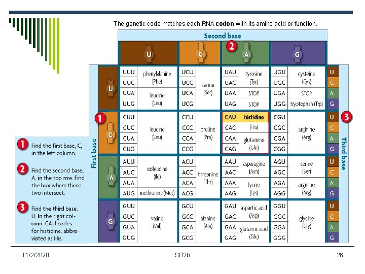 The genetic code matches each RNA codon with its amino acid or function. 11/2/2020
