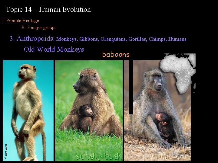 Topic 14 – Human Evolution I. Primate Heritage B. 3 major groups 3. Anthropoids: