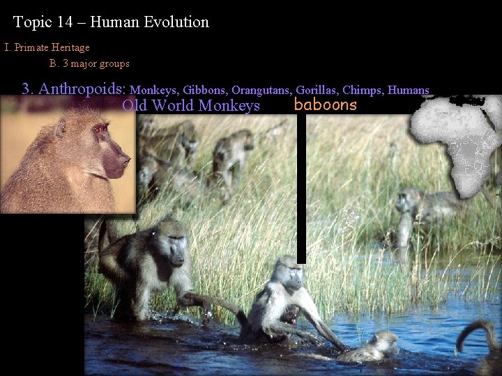 Topic 14 – Human Evolution I. Primate Heritage B. 3 major groups 3. Anthropoids: