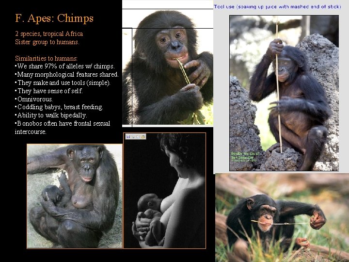 F. Apes: Chimps 2 species, tropical Africa Sister group to humans. Similarities to humans: