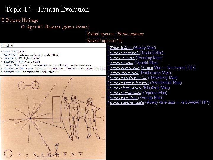 Topic 14 – Human Evolution I. Primate Heritage G. Apes #5: Humans (genus Homo)