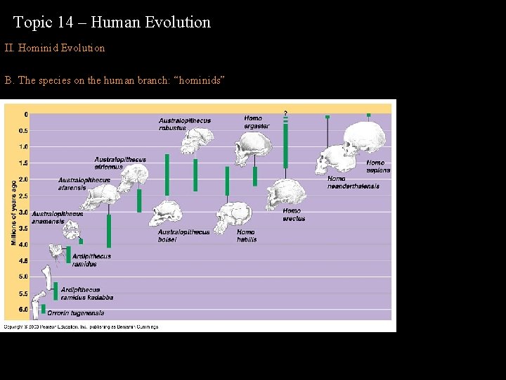 Topic 14 – Human Evolution II. Hominid Evolution B. The species on the human