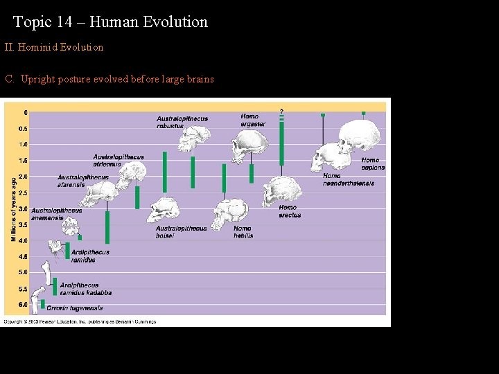 Topic 14 – Human Evolution II. Hominid Evolution C. Upright posture evolved before large