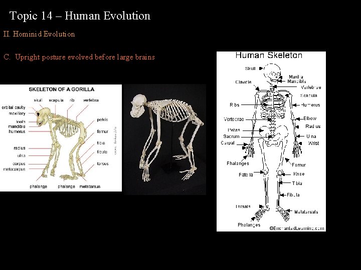 Topic 14 – Human Evolution II. Hominid Evolution C. Upright posture evolved before large