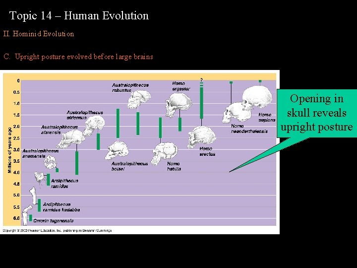 Topic 14 – Human Evolution II. Hominid Evolution C. Upright posture evolved before large