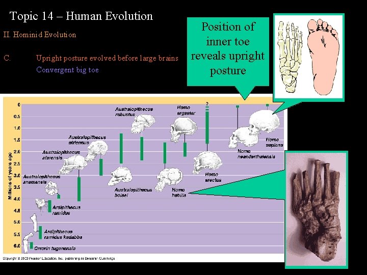 Topic 14 – Human Evolution II. Hominid Evolution C. Upright posture evolved before large