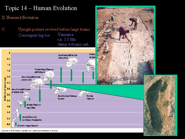 Topic 14 – Human Evolution II. Hominid Evolution C. Upright posture evolved before large