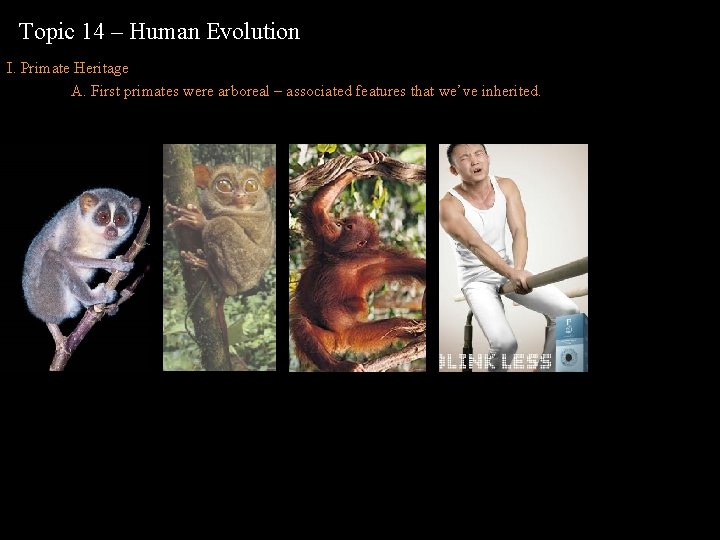 Topic 14 – Human Evolution I. Primate Heritage A. First primates were arboreal –