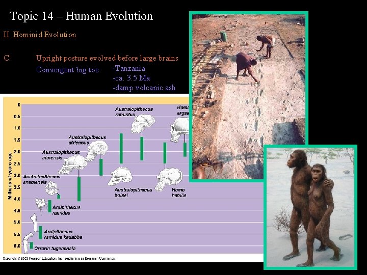 Topic 14 – Human Evolution II. Hominid Evolution C. Upright posture evolved before large