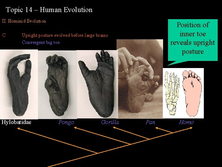 Topic 14 – Human Evolution II. Hominid Evolution C. Position of inner toe reveals